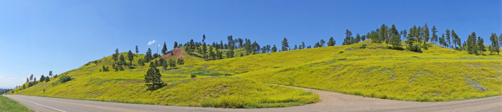 Panoramic Roadside Hillside Covered With Yellow Wildflowers and Pine Trees Under Clear Blue Sky - Location: Highway 212 between I-90 and Broadus, Montana