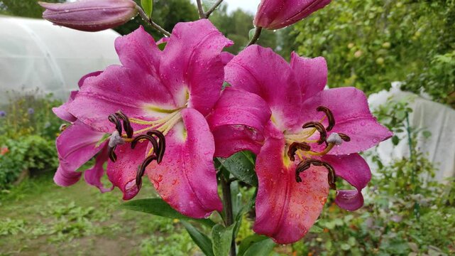 Raindrops on lily flowers