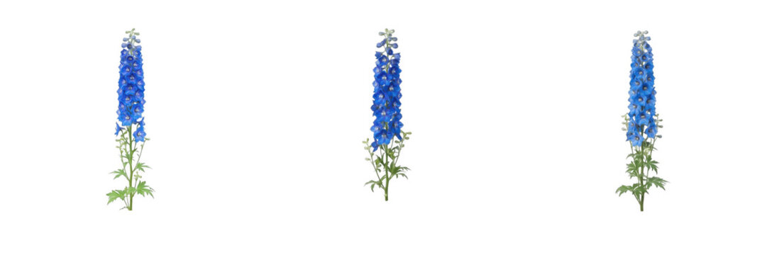 Beautiful Blue Delphinium Flower Spikes Isolated on Transparent Background, Vibrant Larkspur Botanical PNG Illustration for Floral Design, Garden Plant Vector Graphic and Nature Concept Elements