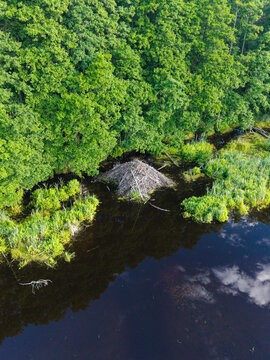 Aerial view of a beaver lodge nestled along the banks of the Bullupe River, surrounded by lush green forest and reeds in the calm water in Riga, Latvia.