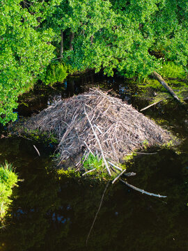 Aerial view of a beaver lodge in the Bullupe River surrounded by lush green trees and dark water in Riga, Latvia.