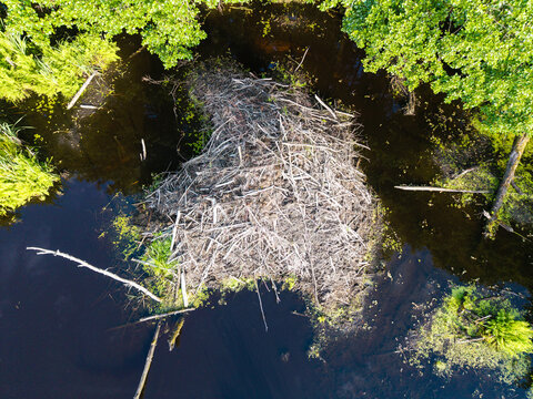 Aerial view of a beaver lodge constructed from branches and sticks in the dark waters of the Bullupe River in Riga, Latvia.