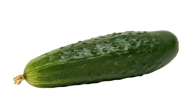 Fresh green bumpy cucumber with stem, isolated on transparent background