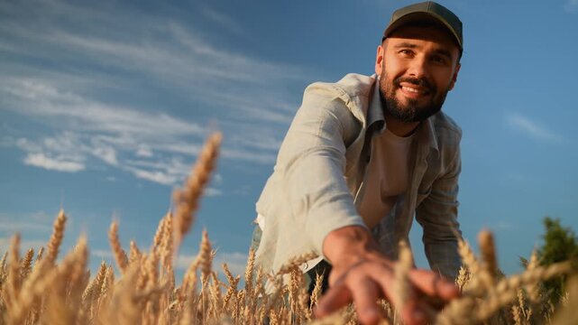 Smiling farmer touching golden wheat ears in a sunny field