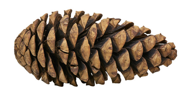 Brown pine cone with detailed woody scales, isolated on transparent background