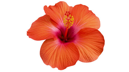 Vibrant orange hibiscus flower with pink center, isolated on transparent background © Noah