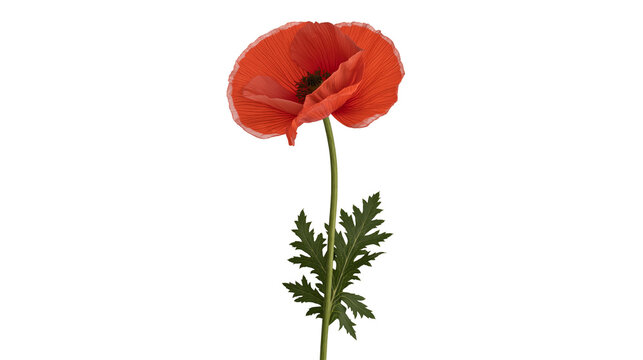 Vibrant red poppy flower with green stem and leaves, isolated on transparent background