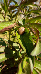 A Small Snail Resting on a Green Leaf in the Garden  A detailed close-up photograph of a small snail with a spiral shell perched on a vibrant green leaf. The natural sunlight highlights © Kate