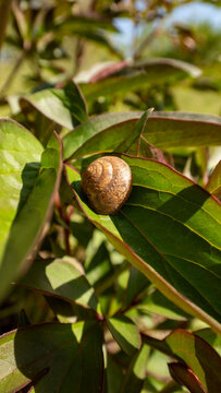 A Small Snail Resting on a Green Leaf in the Garden

A detailed close-up photograph of a small snail with a spiral shell perched on a vibrant green leaf. The natural sunlight highlights
