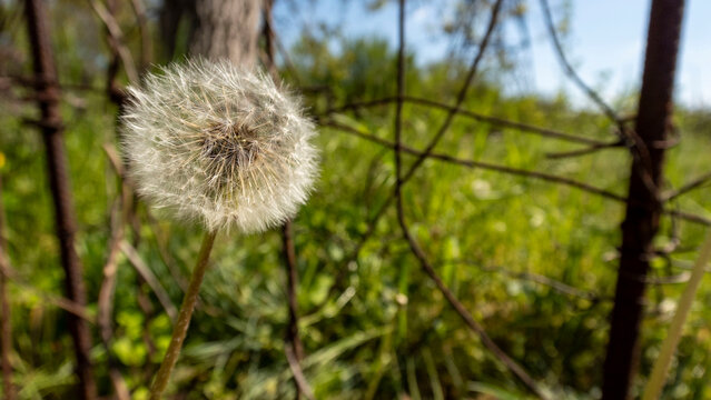 Close-up of a White Dandelion Seed Head in Spring

A beautiful, sharp macro photograph of a delicate dandelion seed head (Taraxacum) against a soft-focus, vibrant natural green background.