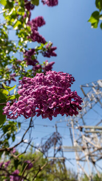 Blooming Purple Lilac Flowers in Spring

A close-up photograph of fragrant purple lilac flowers (Syringa) in full bloom during a sunny spring day. 