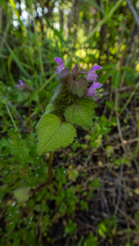 Close-up of Purple Dead-nettle (Lamium purpureum) in Spring

A detailed macro photograph of the purple dead-nettle plant in bloom. The vibrant purple flowers and textured green leaves