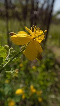 Close-up of a Vibrant Yellow Celandine Flower (Chelidonium majus)

A beautiful macro photograph of a bright yellow celandine flower in full bloom. Detailed petals, stamen