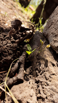 Tiny Green Sprout Growing from Dry Cracked Earth and Stone

A close-up photograph capturing a small, resilient green plant seedling emerging from rugged, dry soil and weathered rock.