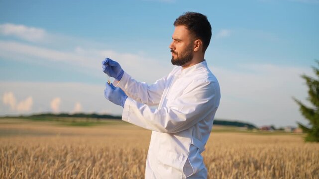 Agronomist scientist examining wheat spikelet in test tube