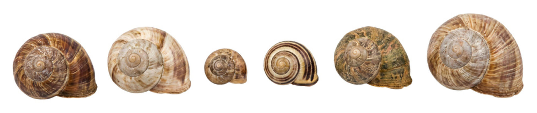 Six empty garden snail shells with natural brown and beige patterns are lined up in a row, displaying a variety of sizes and detailed spiral textures from a macro perspective