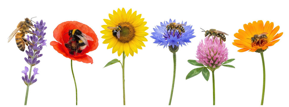 Collection of various colorful flowers with bees and bumblebees pollinating them in a horizontal row, including lavender, poppy, sunflower, cornflower, clover, and marigold
