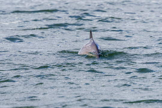 Ein Gew&ouml;hnlicher Schweinswal (Phocoena phocoena) jagt die an die Wasser&ouml;berfl&auml;che gefl&uuml;chteten Fische, Meeress&auml;uger, August, D&auml;nemark