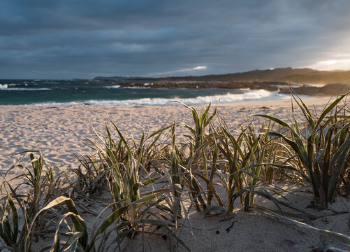View of Lights Beach with sand dunes, coastal grasses in the foreground, and waves crashing on the shore in Ocean Beach, Western Australia, Australia.