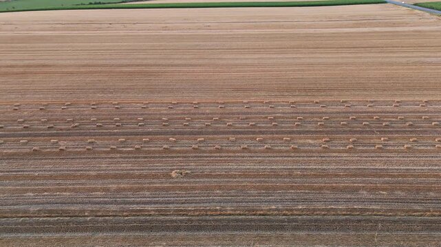 Aerial view of harvested wheat field with rows of hay bales in the agricultural landscape Jazak, Vojvodina, Serbia.