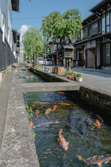 Fototapeta premium A historic townscape with willow trees and koi fish swimming along the Setogawa canal, Hida-Furukawa.