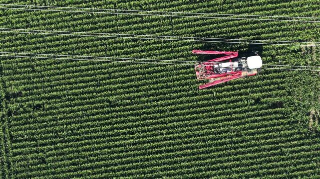 Aerial view of a red agricultural sprayer working in a lush green corn field with power lines running overhead in Hombourg, Grand Est, France.