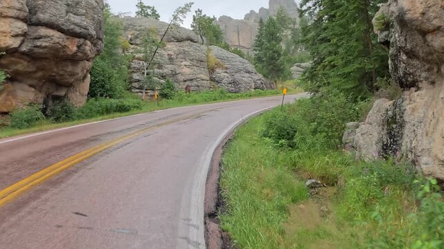 Black hills of South Dakota providing scenic driving on winding roads surrounded by Ponderosa Pines in July during the rain.