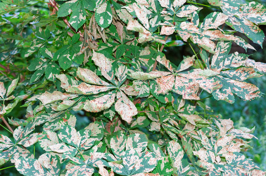 Horse chestnut leaves with extensive green and brown damage caused by leaf miner pest. During UK drought 2026.