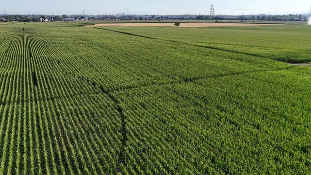 Aerial view of lush green cornfields with irrigation systems in the rural landscape of Hombourg, Grand Est, France.