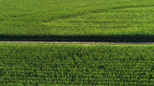 Aerial view of a lush green cornfield divided by a narrow dirt path under bright daylight in Hombourg, Grand Est, France.