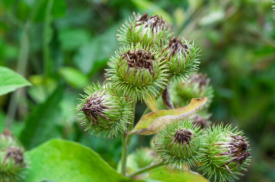 Green spiky burdock seed heads with maturing burrs and dried flower remnants on a plant stem in a natural outdoor setting during late summer or early autumn