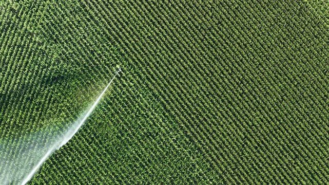 Aerial view of a cornfield being irrigated by a sprinkler system in Hombourg, Grand Est, France.