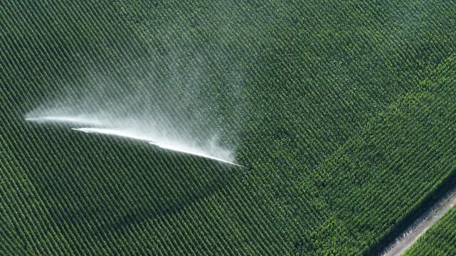Aerial view of a green crop field being irrigated by a sprinkler system in Hombourg, Grand Est, France.