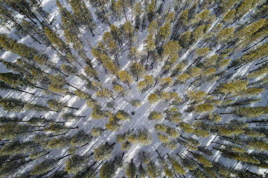 Looking down on a snowy lodgepole pine forest in Colorado