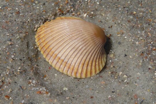 Beige seashell on the beach in Atlantic coast of North Florida 