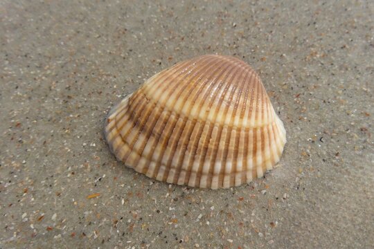 Beautiful beige seashell on sand in Florida beach