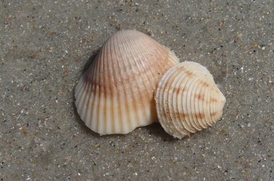 Seashells on the beach in Atlantic coast of North Florida