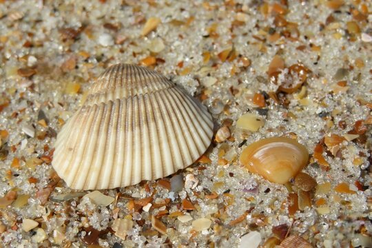 Seashells on the beach in Atlantic coast of North Florida