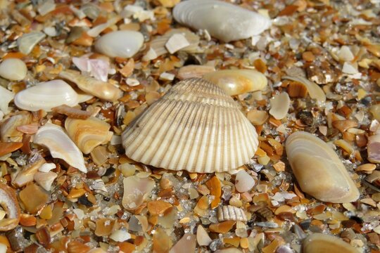Seashells on the beach in Atlantic coast of North Florida