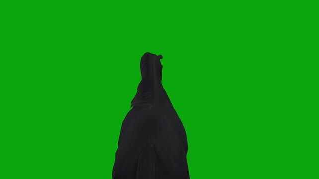 4k Black Horse walk cycle loop back close up view animation, Isolated on Green Screen, 3D Realistic Menorqu&iacute;n horse walking on chroma key