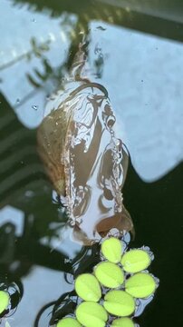 Great pond snail floating in water