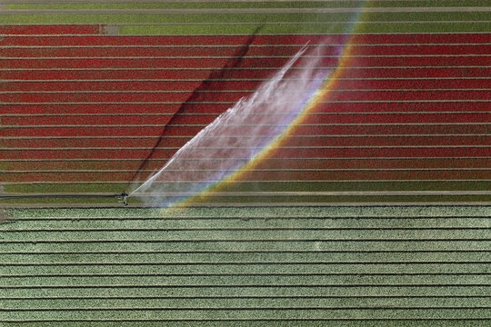 Aerial view of vibrant red and green tulip fields being irrigated with a sprinkler creating a colorful rainbow in the mist in the Netherlands.