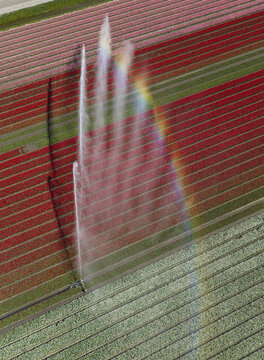Aerial view of vibrant tulip fields being irrigated by a sprinkler system, creating a colorful rainbow in the mist over the rows of flowers, Netherlands.