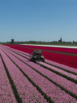 Aerial view of a tractor working in vibrant rows of pink and red tulips with a traditional windmill and church spire in the distance in the Netherlands.