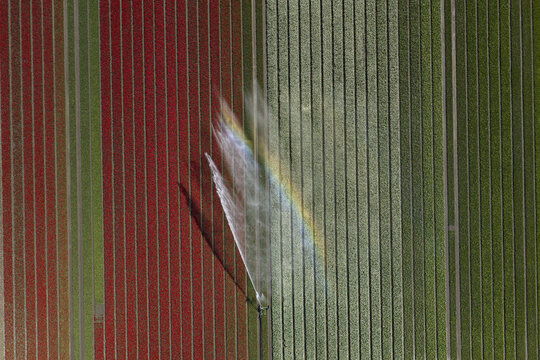 Aerial view of vibrant red and white tulip fields being irrigated by a sprinkler creating a small rainbow in the Netherlands.