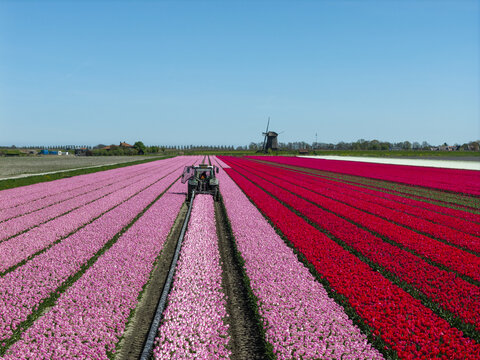 Aerial view of a tractor working in a vibrant field of pink and red tulips with a traditional windmill in the background under a clear blue sky in the Netherlands.