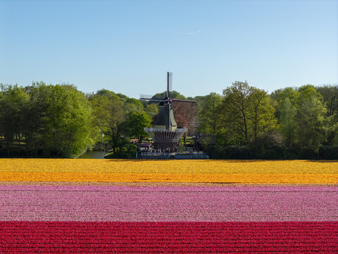 Aerial view of Keukenhof with vibrant rows of blooming tulips in orange, pink, and red surrounding a traditional Dutch windmill under a clear sky in Lisse, Zuid-Holland, Netherlands.