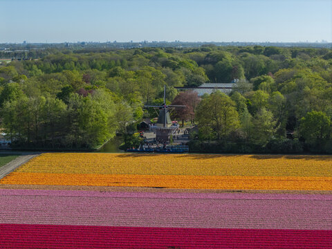 Aerial view of the historic windmill at Keukenhof surrounded by vibrant rows of orange, pink, and red tulips in the spring landscape of Lisse, Zuid-Holland, Netherlands.