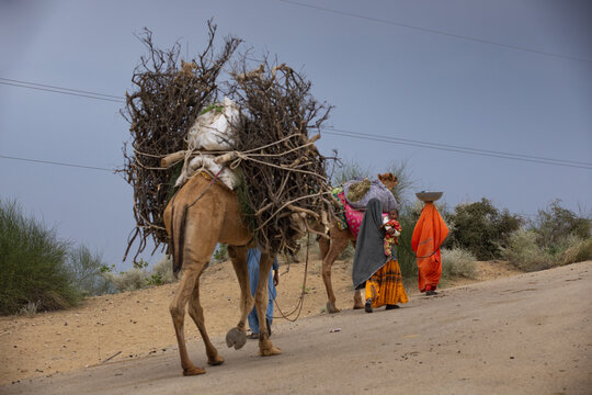 View of a family with camels carrying large bundles of firewood walking along a dirt road in the desert landscape of Mithi, Sindh, Pakistan.