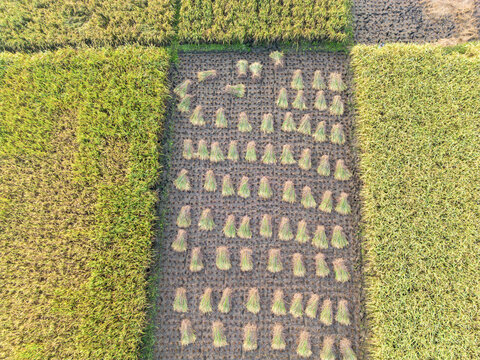 Aerial view of harvested rice bundles arranged in rows on a field in Kebumen, Central Java, Indonesia.